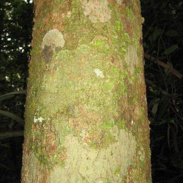 Ocotea splendens Rhisgl