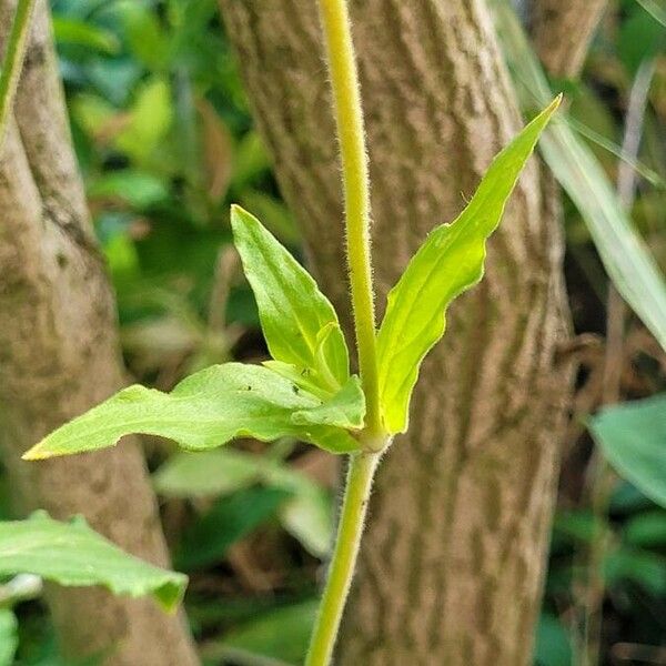 Silene noctiflora Leaf