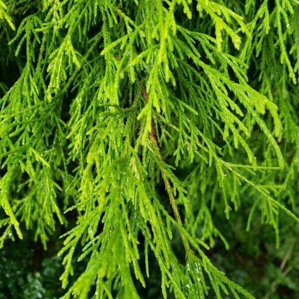 Thuja occidentalis Leaf