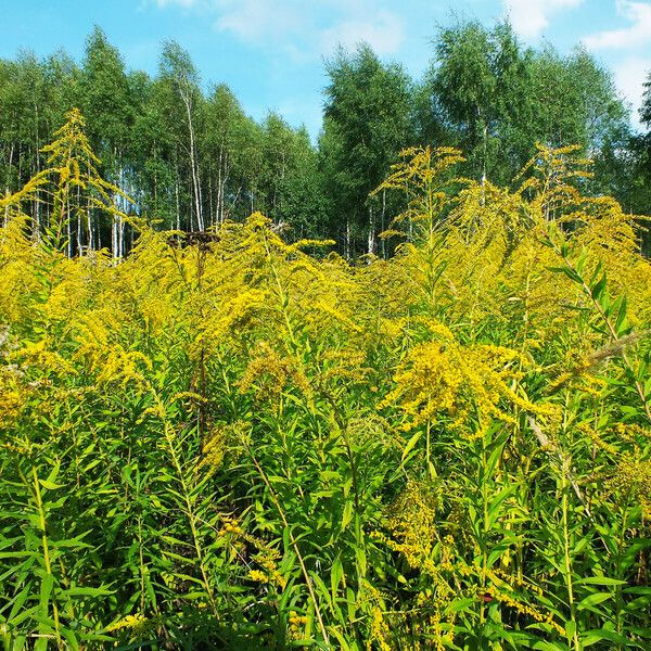 Solidago canadensis Leaf