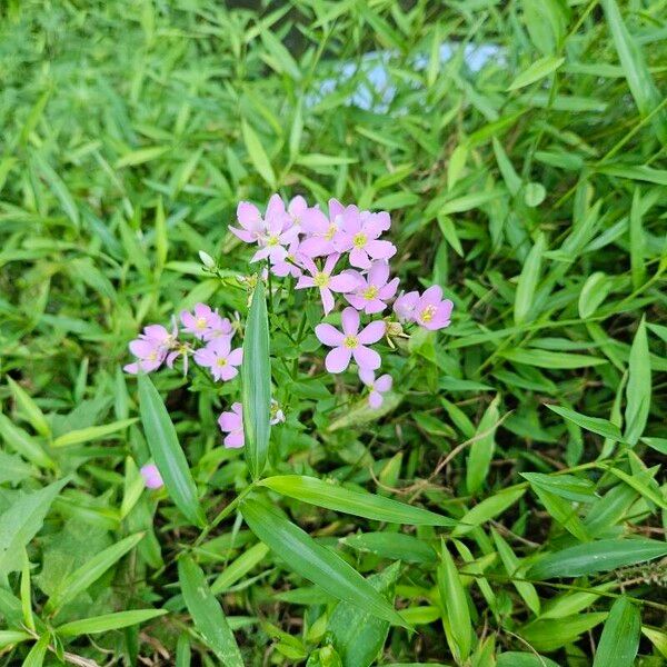 Sabatia angularis फूल