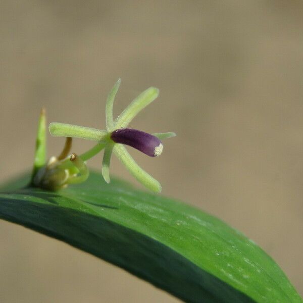 Ruscus hypoglossum Floro