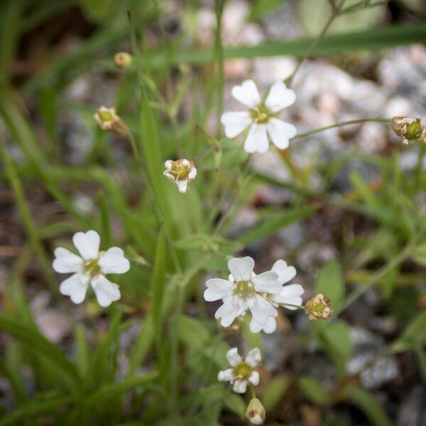 Atocion rupestre Blüte