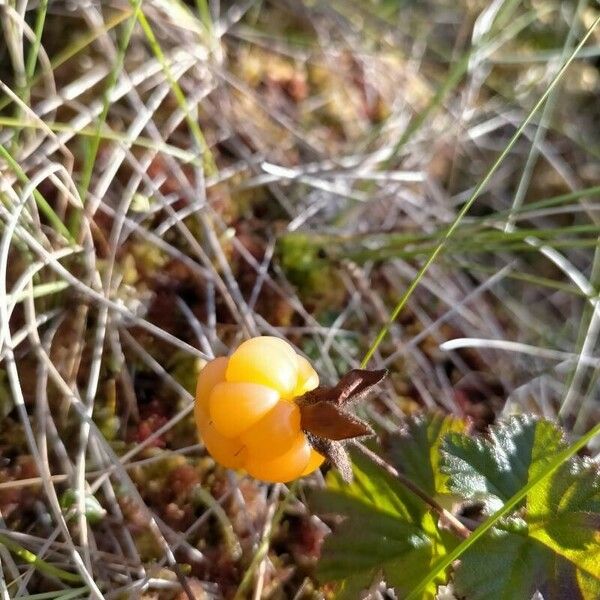 Rubus chamaemorus Fruit