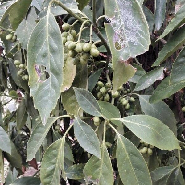 Aucuba japonica Fruit