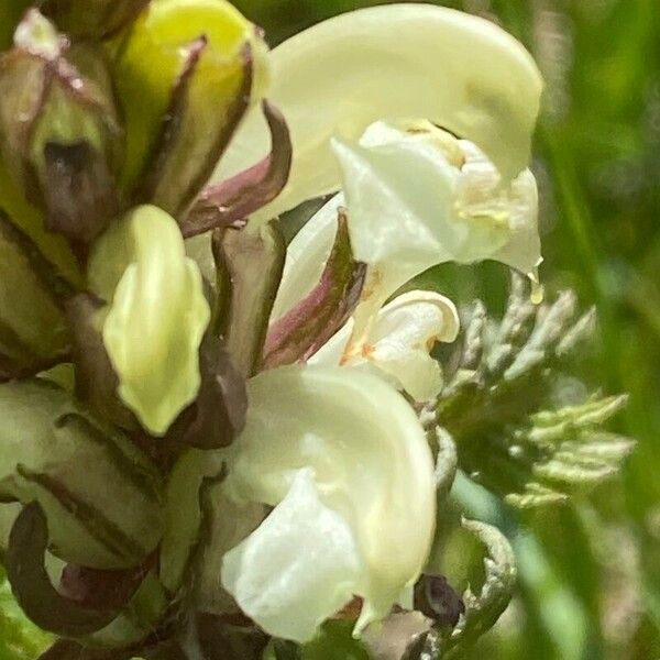 Pedicularis comosa Λουλούδι