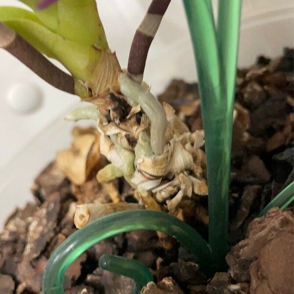 Phalaenopsis spp. Escorça