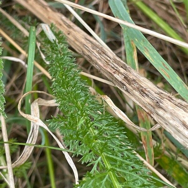 Achillea millefolium Lehti