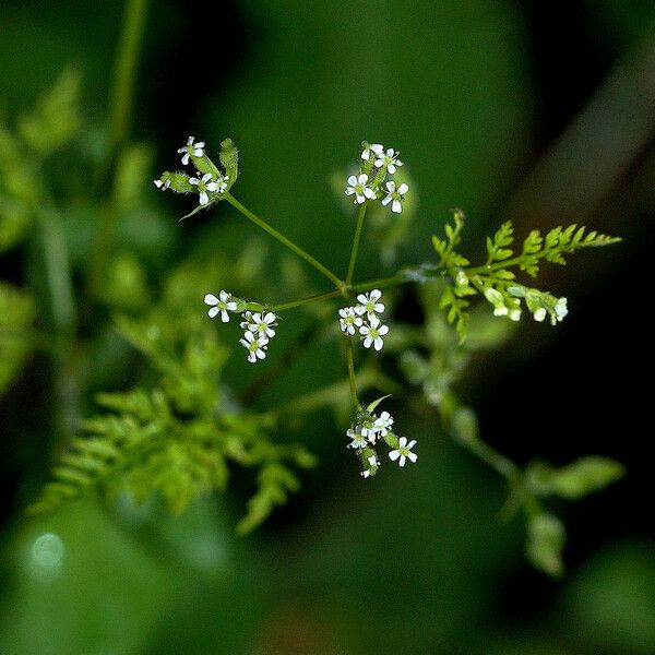 Anthriscus caucalis പുഷ്പം