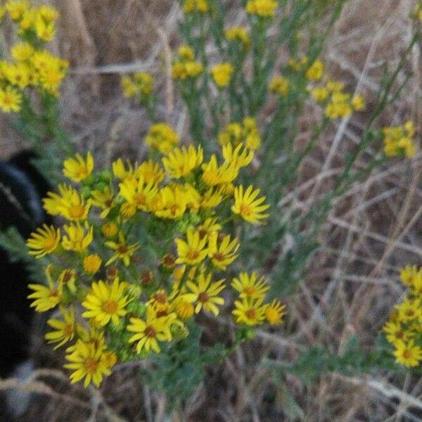 Heterotheca grandiflora Flower