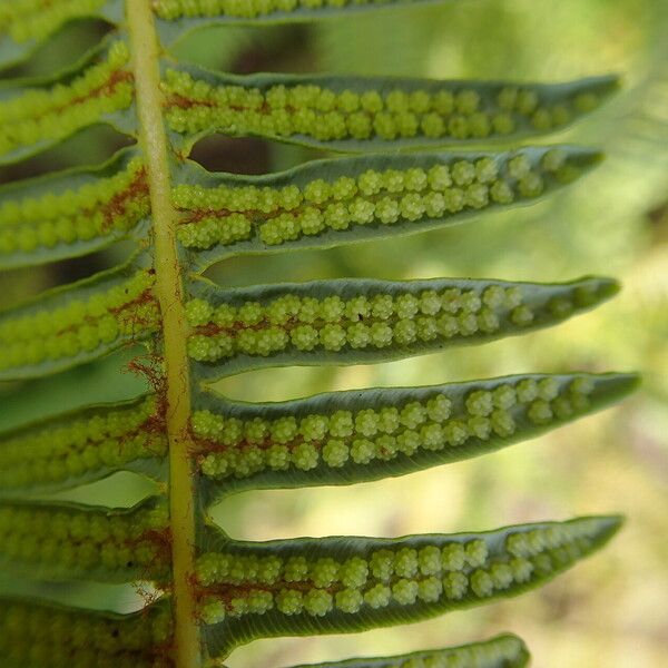 Dicranopteris linearis Leaf