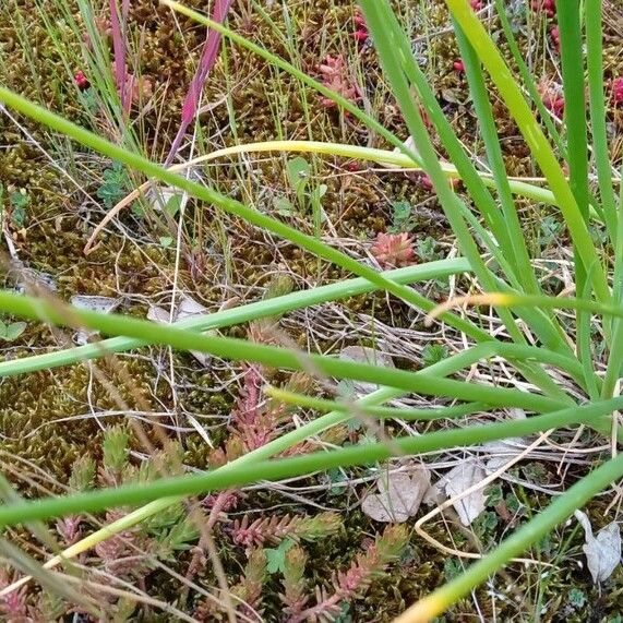 Allium schoenoprasum Folha