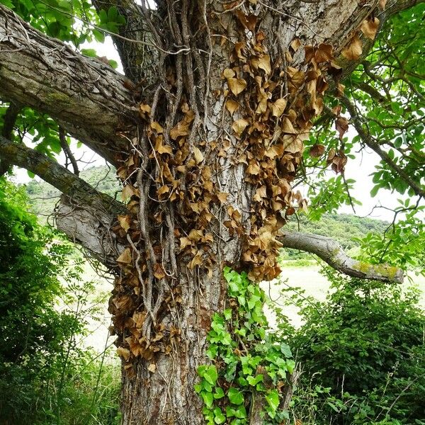 Juglans regia Bark