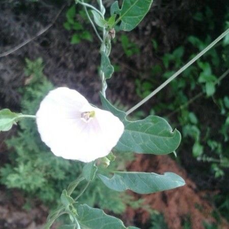 Convolvulus arvensis Flors