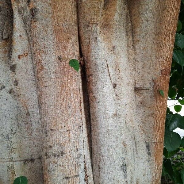 Ficus religiosa Bark