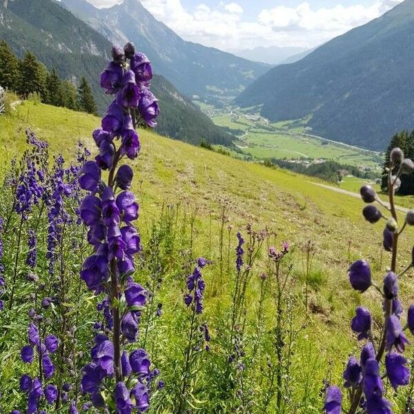 Aconitum napellus Blomst