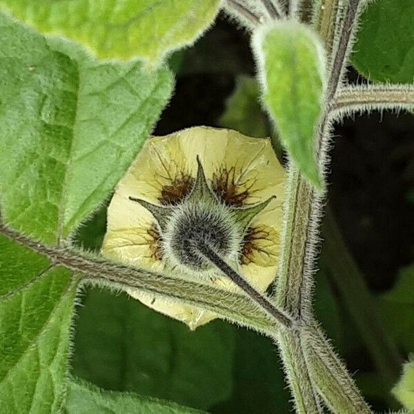 Physalis pubescens Cvet