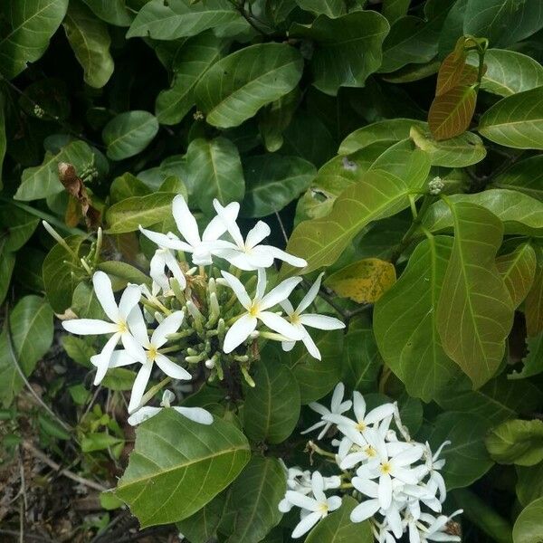 Saba comorensis Blomma