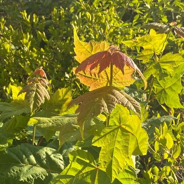 Acer rubrum Leaf