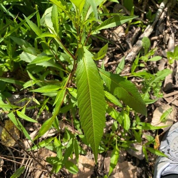 Bidens connata Blad