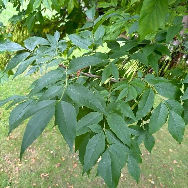 Fraxinus pennsylvanica पत्ता