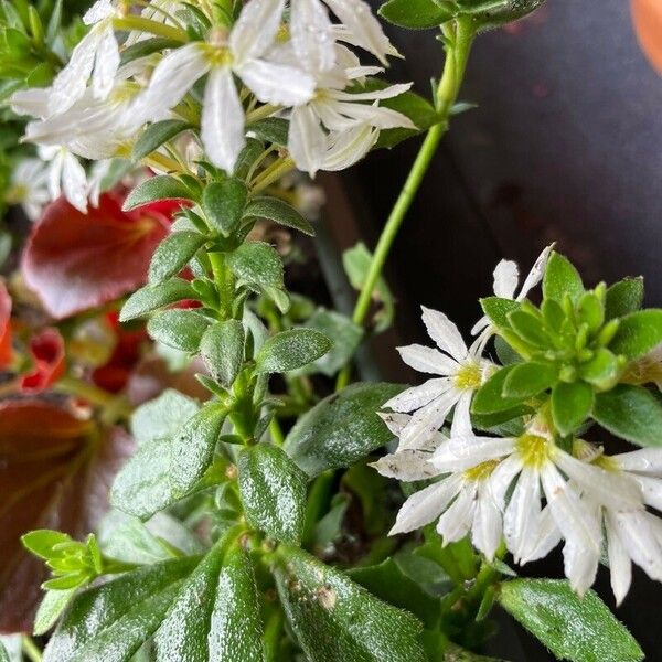 Scaevola plumieri Hoja