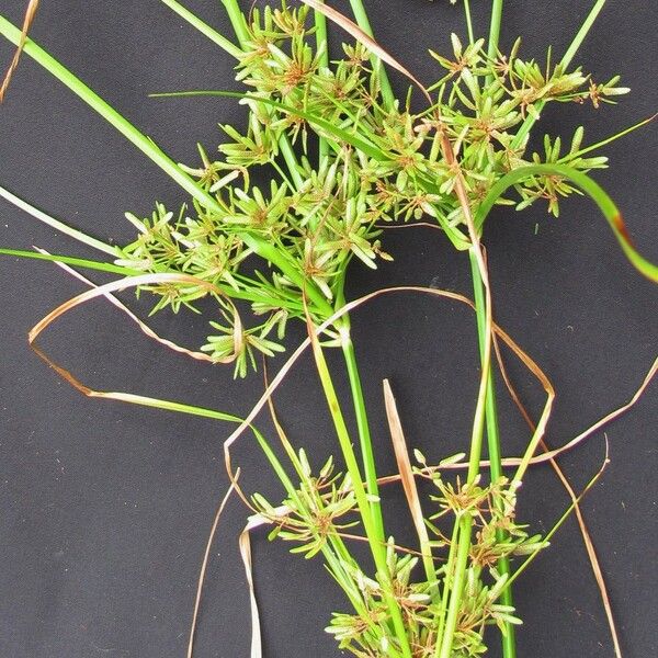 Cyperus ochraceus Diğer