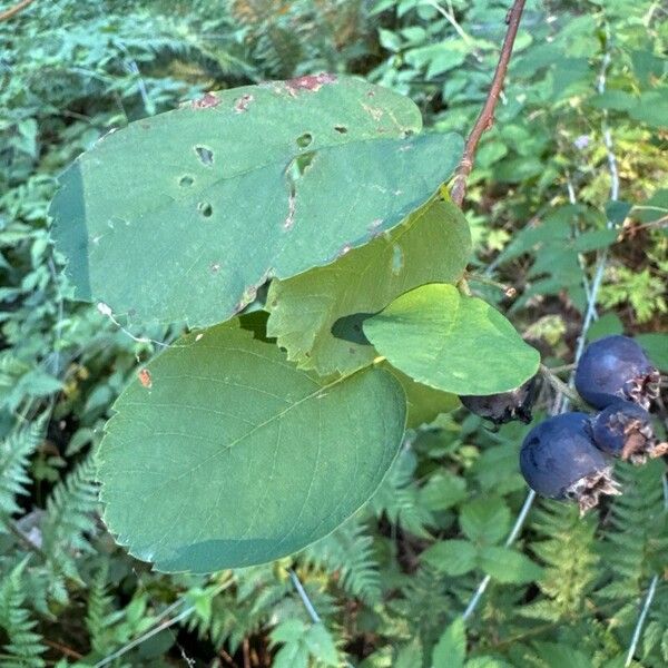 Amelanchier alnifolia Hostoa