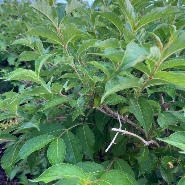 Weigela florida 葉