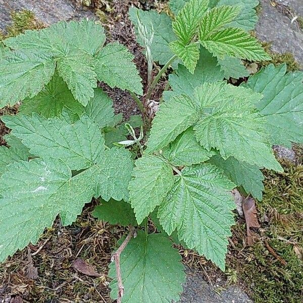 Rubus spectabilis 葉