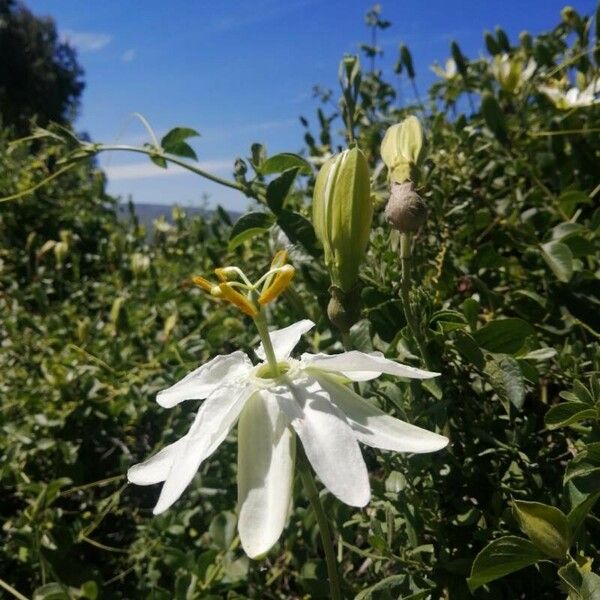 Passiflora subpeltata Kvet