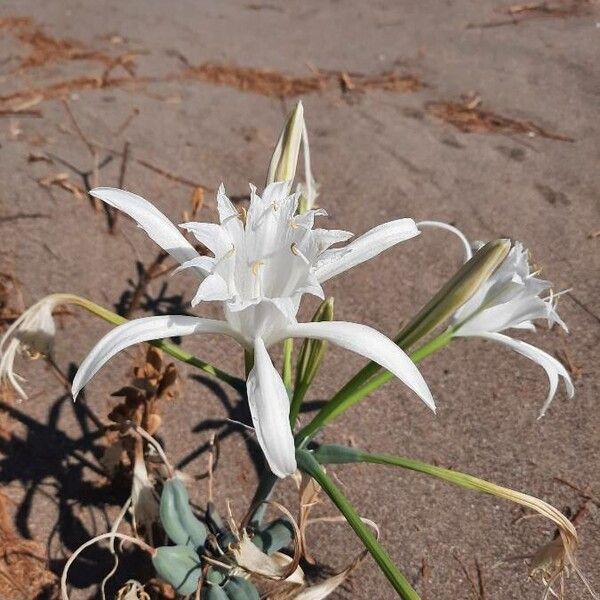 Pancratium maritimum Цветок