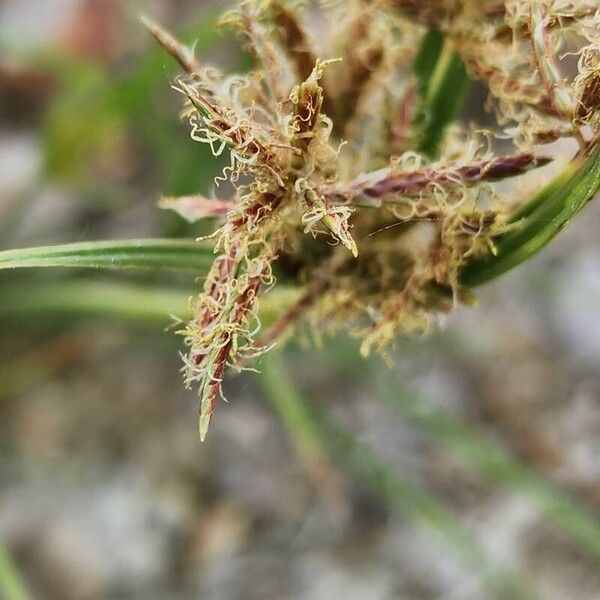 Cyperus rotundus Flower