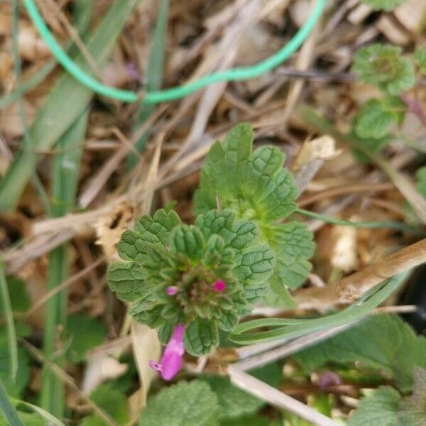 Lamium amplexicaule 叶