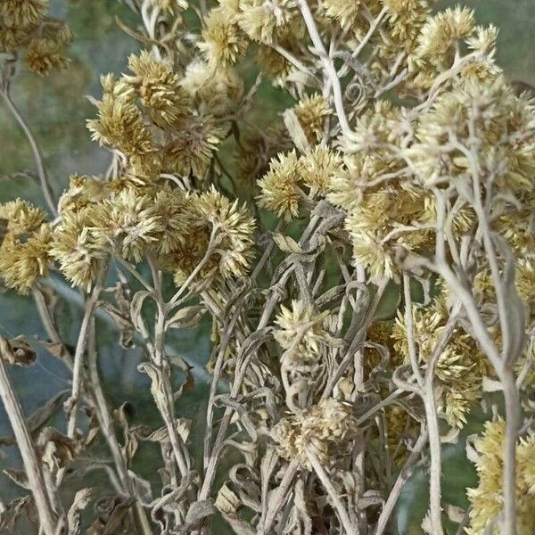 Achyrocline saturejoides Flower