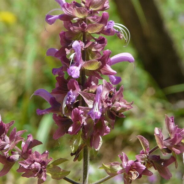 Salvia canariensis Blomma