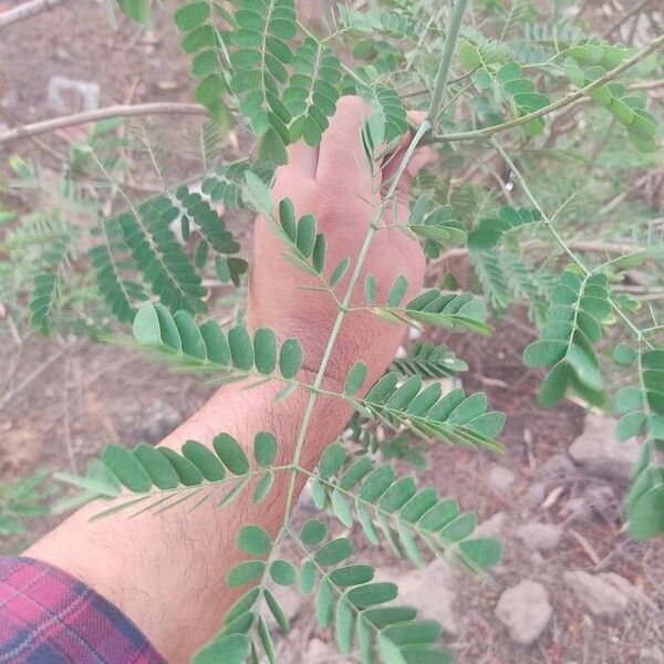 Caesalpinia pulcherrima 葉