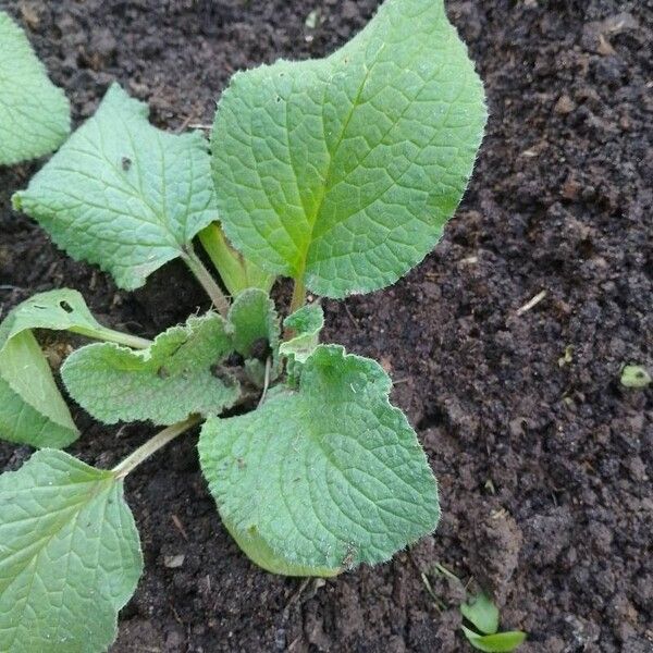 Borago officinalis Hoja