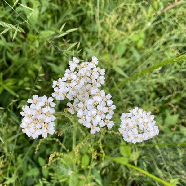 Achillea millefolium Kwiat