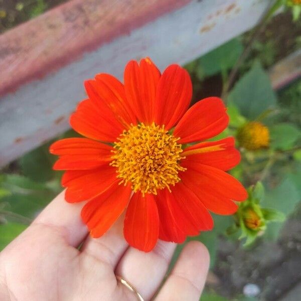 Tithonia rotundifolia Floro