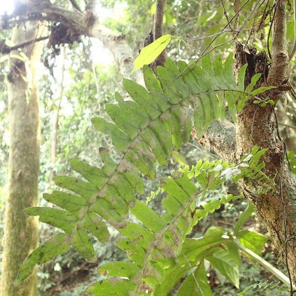 Arthropteris palisotii Blatt