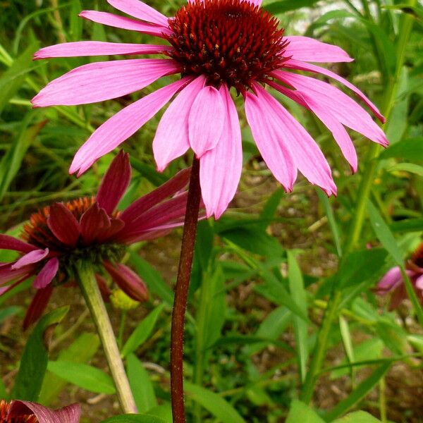 Echinacea purpurea Virág