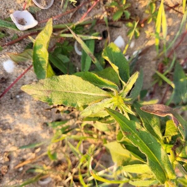 Pentanema britannica Feuille