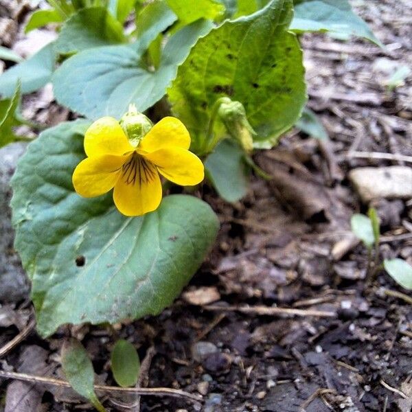 Viola pubescens 花