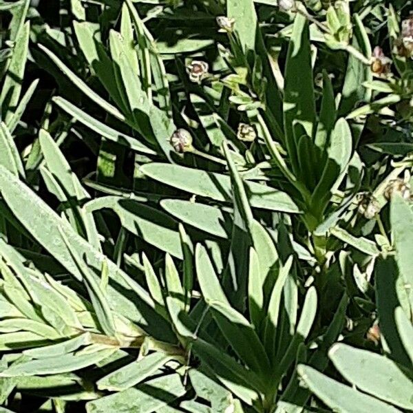 Gypsophila repens Leaf