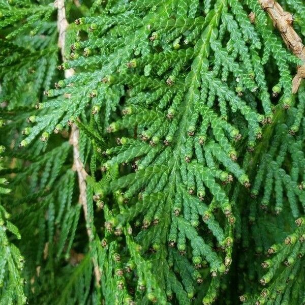 Thuja occidentalis Leht