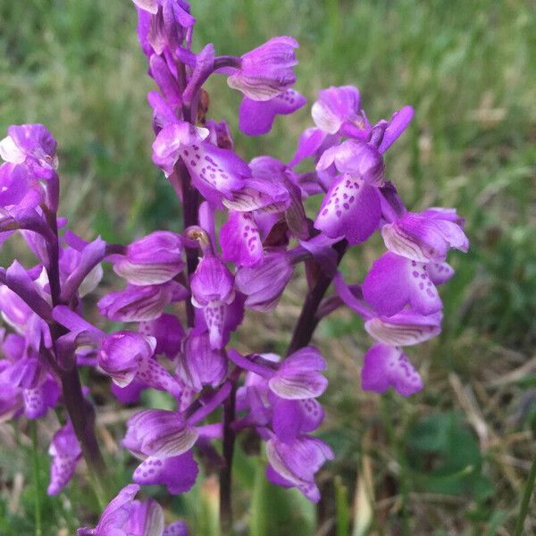 Anacamptis morio Flower