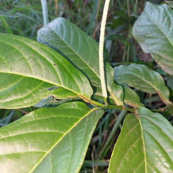 Piper tuberculatum Hoja