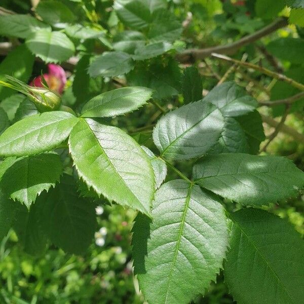 Rosa pendulina Leaf