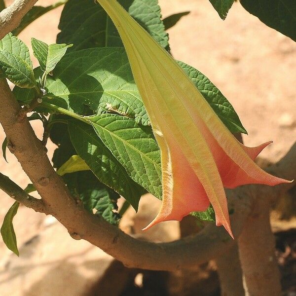 Brugmansia sanguinea 花